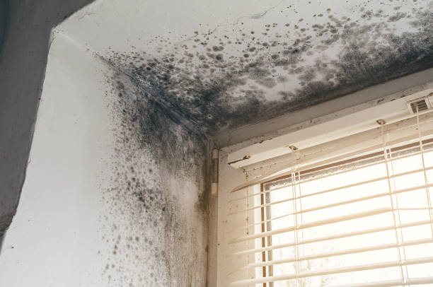 Affordable Mold Cleanup solutions in Monrovia, MD