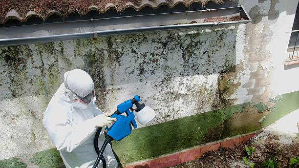 Top rated local Mold Cleanup specialists in Monrovia, MD